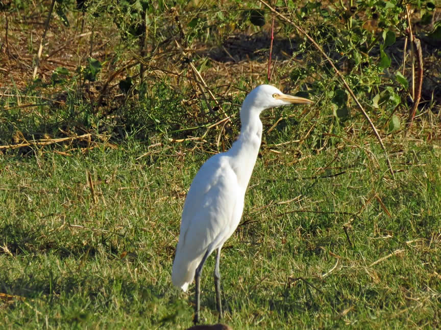 Cattle egret